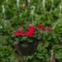 Geranium – Caliente Hot Coral – 10″ Hanging Basket